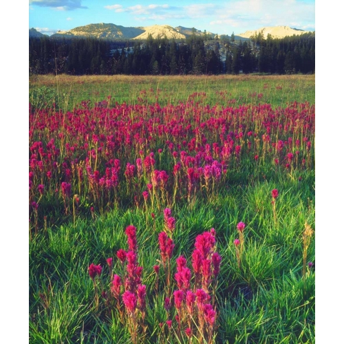 California, flowers in the Sierra Nevada Mts